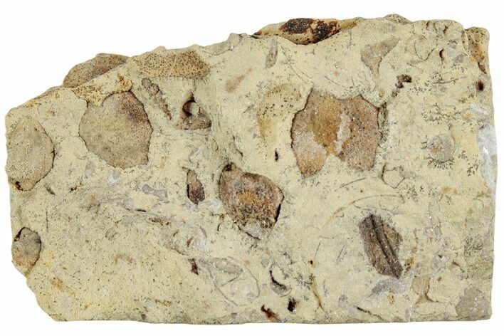 Ordovician Chiton (Echinochiton) Plate Fossil - Wisconsin #224865